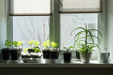 Plants and seedlings on a windowsill in spring