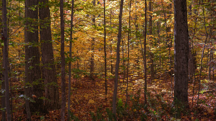 autumn forest in the morning