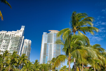 Fototapeta na wymiar A group of tall buildings surrounded by palms