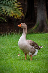 Fototapeta premium portrait Duck in a park, duck in a zoo. Exotic goose in farm