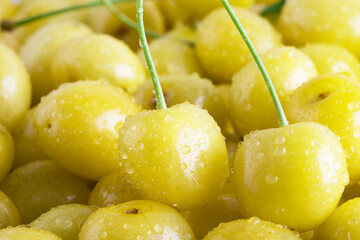 A group of yellow cherries. Background from yellow sweet cherries close-up. Sweet cherry