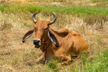 Close-up portrait of a young  cows  looking at the camera.