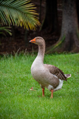 Naklejka na ściany i meble portrait Duck in a park, duck in a zoo. Exotic goose in farm
