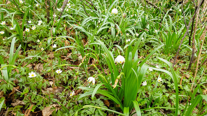 Leucojum vernum, called spring snowflake in the wild.