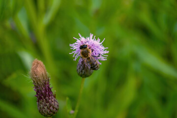 A bee collects nectar from a burdock flower close-up.