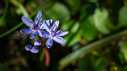 Scilla bifolia or Alpine squill or two-leaf squill bright blue bell. Close-up scilla bifolia blooming.Joyful mood when spring flowers wakes up. Flower landscape for nature wallpaper. Selective focus