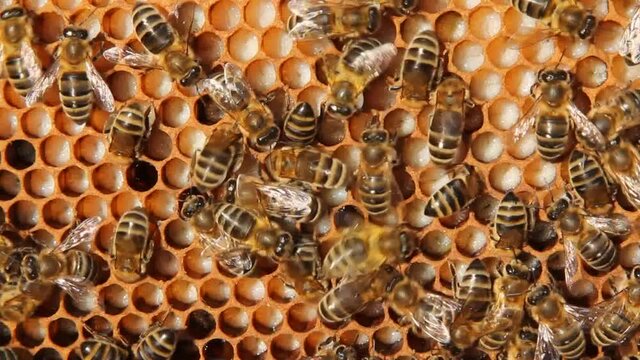 Colony life of honey bees.
The frame includes pollen, eggs, larvae and cocoons of developing insects delivered to the hive.
