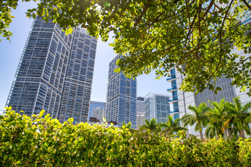 Obraz na płótnie Canvas Skyscrapers of Miami framed by beautiful trees