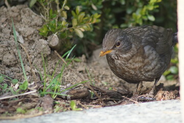 Kos, samica kosa ,ptak kos ,chodzący ptak ,ptak wiosną