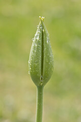 Rain drops on a green tulip flower bud with blurred green background. 