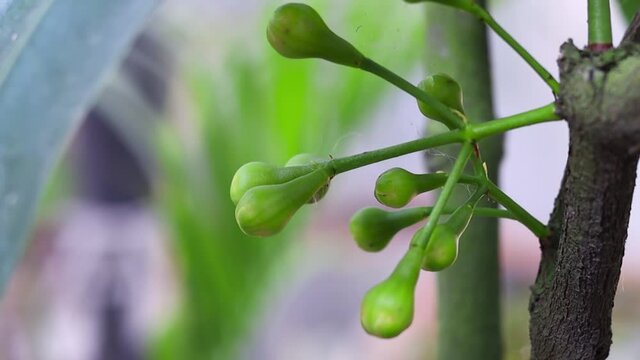 white Java apple flower buds close up on the tree in the garden