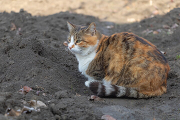 A beautiful three-colored cat in the garden