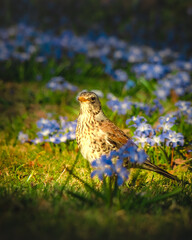 Wild bird among small blue flowers and green grass in field in the soft evening sunlight. Vertical photo. Spring in the meadow concept. Natural look. Fieldfare. Wildlife Animals Nature Fauna