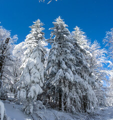 Spruce covered by snow in winter wood