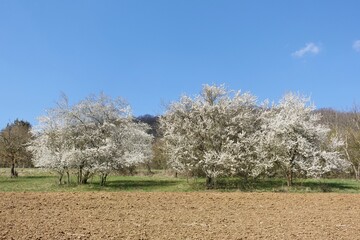 Schlehen im Frühling blühend