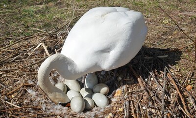 Obraz premium Schwan mit Eiern - Ei wird bewegt