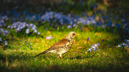 Wild bird among small blue flowers and green grass in field in the soft evening sunlight. Spring in the meadow concept. Natural look. Fieldfare. Wildlife Animals Nature Fauna