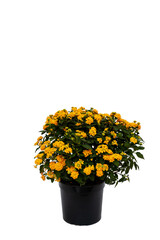 Lantana camara Busch