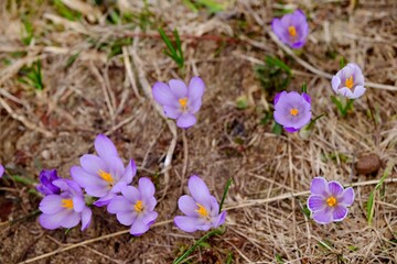 Crocus