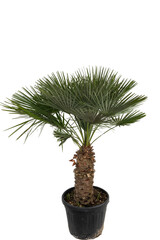 Chamaerops humilis 