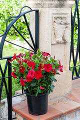 Dipladenia sundaville