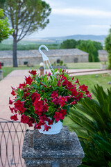 Dipladenia sundaville