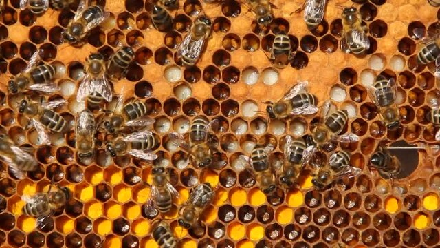 Signs of the development of a bee colony.
The frame includes pollen, eggs, larvae and cocoons of developing insects delivered to the hive.
