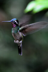 Fototapeta premium A hummingbird hovers in the air as it flies.