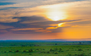 Fototapeta na wymiar golden sunrise in the green grasslands of savannah masai mara 