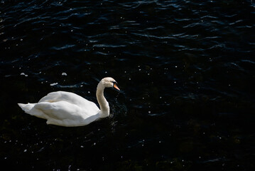 A swan swims in the water.
