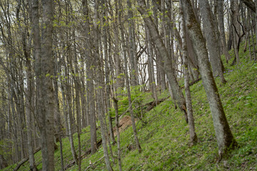 hillside forrest