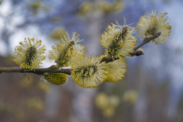 Spring gentle background with blossoming willow catkins.