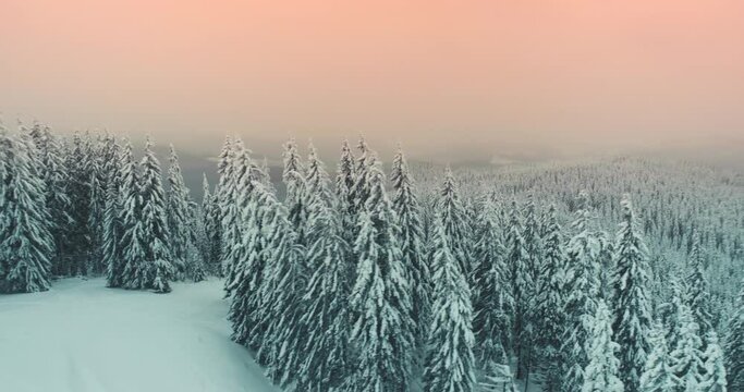 Sunrise at winter mountain forest aerial. Frosty nobody nature landscape. Alpine snow covered trees at morning fog. Breathtaking natural beauty. Sun rise pink light. Pine woodland. Swiss Alps, Europe