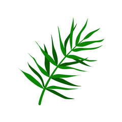 Tropical palm leaf. Isolated on a white background. Vector illustration