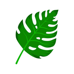 Monstera leaf isolated on white background. Vector illustration