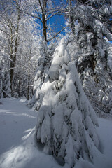 Spruce covered by snow in winter wood