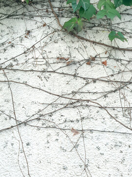 enredadera de oto&ntilde;o en una pared blanca