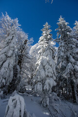 Spruce covered by snow in winter wood
