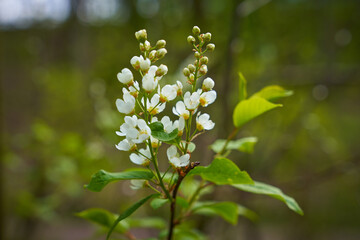 Close-up of a flowering bird-cherry tree. Bird cherry flowers in sunny day, selective focus