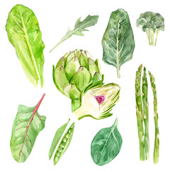 Watercolor vector illustration of greens ingredients. Variety of raw green vegetable salad, haricot, lettuce, broccoli, asparagus. Collection of leaves flora plants, botanical foliage, elegant herbal.