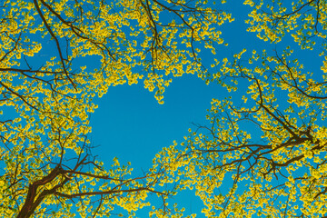 Heart Shape In Canopy Of Tall Trees With Young Spring Foliage Leaves. Spring Sunlight In Upper Branches Of Woods In Deciduous Forest. Beautiful Nature. Beauty In Nature. Flora Woods In Deciduous