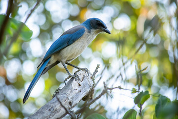 Ave con plumaje azul de la especie Aphelocoma califórnica, posando en un árbol en medio del campo.