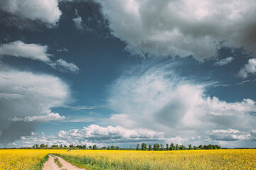 Dramatic Rain Sky With Rain Clouds On Horizon Above Rural Landscape Camola Colza Rapeseed Field. Country Road. Agricultural And Weather Forecast Concept