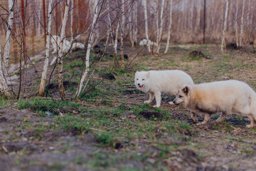 Obraz na płótnie Canvas Arctic foxes play in the spring in the reserve