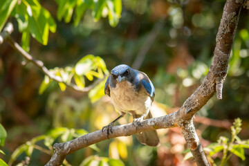Ave con plumaje azul de la especie Aphelocoma califórnica, posando en un árbol en medio del campo.