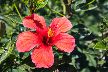 Fototapeta premium big red hibiscus flower on green background
