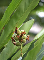 Obraz premium Close up of Fresh Cardamom, cardamon or cardamum- a spice made from the seeds of several plants in the genera Elettaria and Amomum in the family Zingiberaceae on the tree