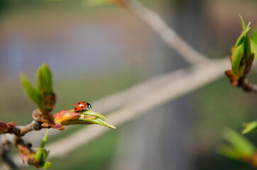 ladybug on a young leaf