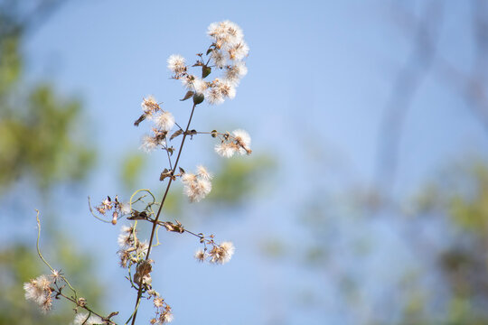 Flor de algodón con el cielo azul en el fondo.