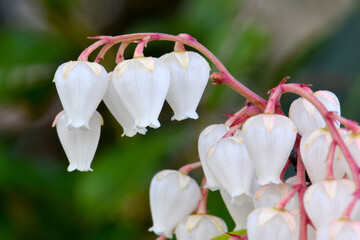 Andromeda Lantern Bunch 06